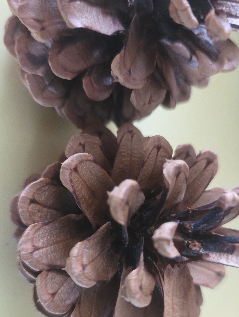 1 Gallon Bag Fresh Pinecones Crafts Decor Home